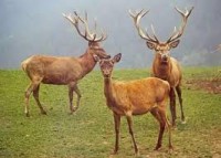 /album/fenykepgaleria/letoltes-1-jpg1/